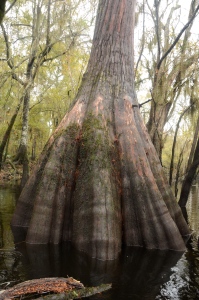 Cypress trees and knees dominate the banks of the Ogeechee. 