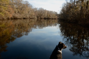 Oconee, the river dog, scouts the Ogeechee. O, how she loves to scout rivers for Paddle Georgia, for she could never attend an actual Paddle Georgia trip because...NO DOGS ARE ALLOWED! 
